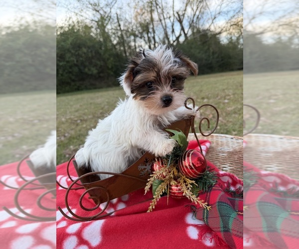 Medium Photo #1 Yorkshire Terrier Puppy For Sale in NACOGDOCHES, TX, USA