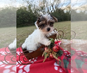 Yorkshire Terrier Puppy for sale in NACOGDOCHES, TX, USA