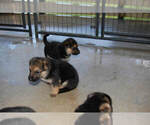 Small Photo #17 German Shepherd Dog Puppy For Sale in BEULAVILLE, NC, USA