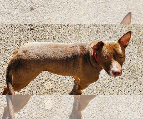 Medium Photo #4 American Pit Bull Terrier-Chocolate Labrador retriever Mix Puppy For Sale in Princeton, MN, USA