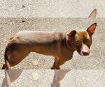 Small #3 American Pit Bull Terrier-Chocolate Labrador retriever Mix