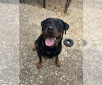 Small #4 Rottweiler