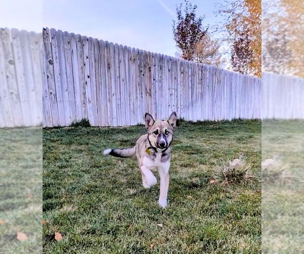 Medium Photo #6 Mutt Puppy For Sale in Sandy, UT, USA