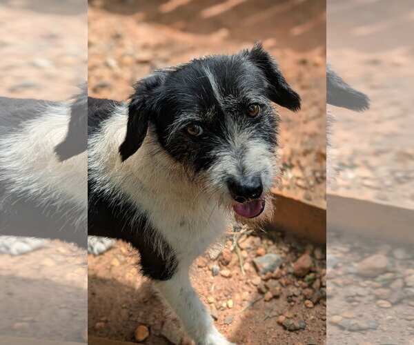 Medium Photo #3 Mutt Puppy For Sale in Greenville, SC, USA