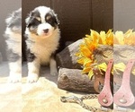 Puppy Hank Australian Shepherd