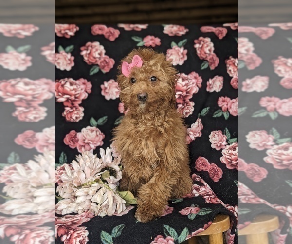Medium Photo #1 Goldendoodle (Miniature) Puppy For Sale in KIRKWOOD, PA, USA