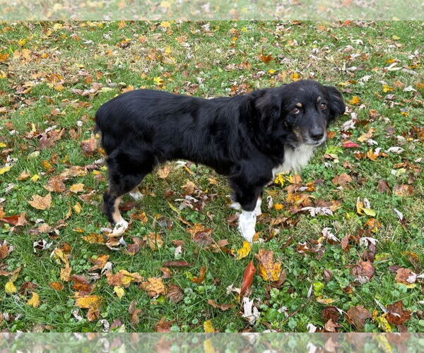 Medium Photo #2 Collie-Unknown Mix Puppy For Sale in Germantown, OH, USA