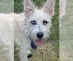 Small #1 Cairn Terrier Mix