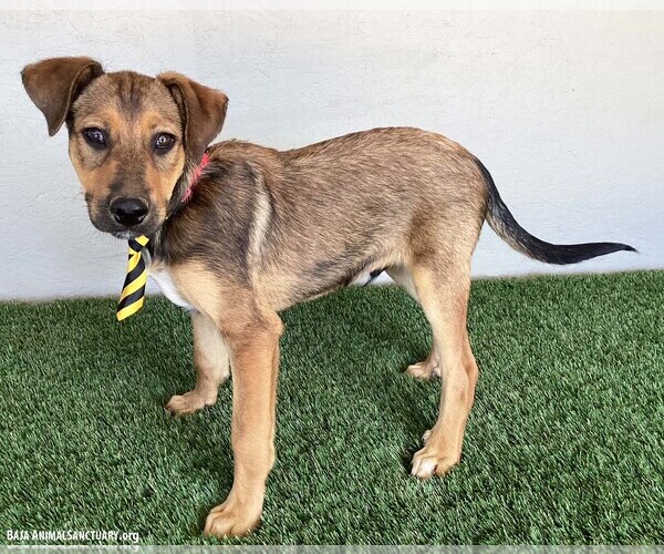 Medium Photo #4 Shepradors Puppy For Sale in San Diego, CA, USA