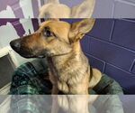 Small #26 German Shepherd Dog