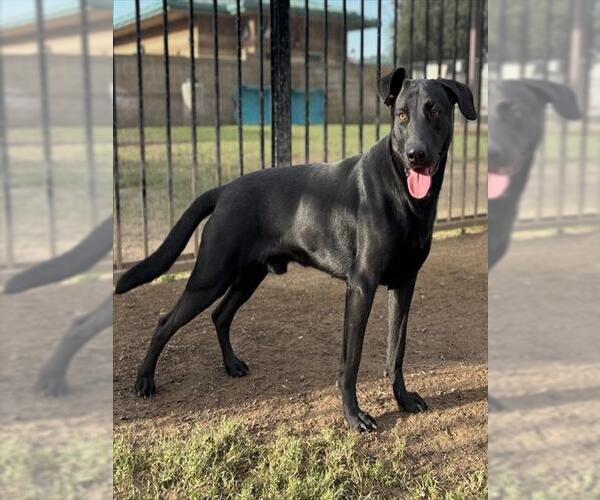 Medium Photo #1 Labrador Retriever-Unknown Mix Puppy For Sale in Riverside, CA, USA