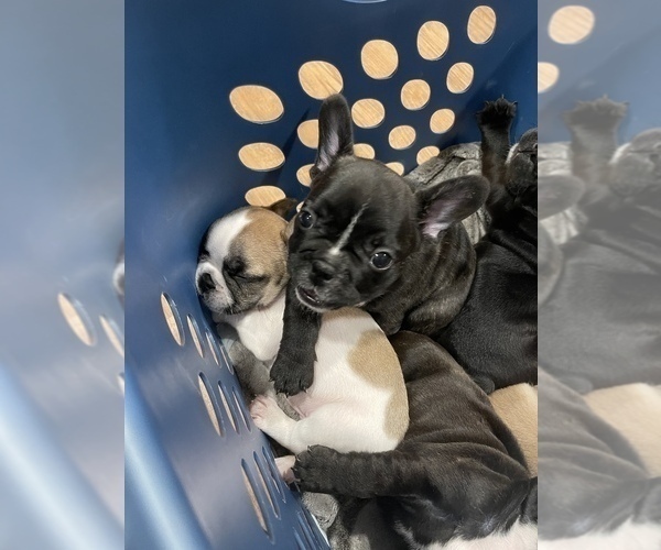 Medium Photo #3 French Bulldog Puppy For Sale in CALERA, OK, USA