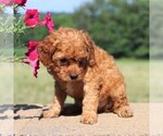 Small #2 Cockapoo-Poodle (Toy) Mix