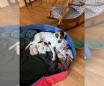 Small #14 Beagle Mix