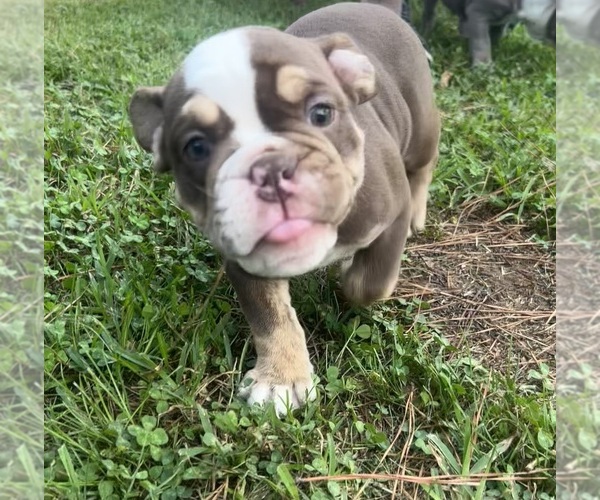 Medium Photo #4 Olde English Bulldogge Puppy For Sale in ADAMSVILLE, AL, USA