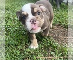 Small #3 Olde English Bulldogge