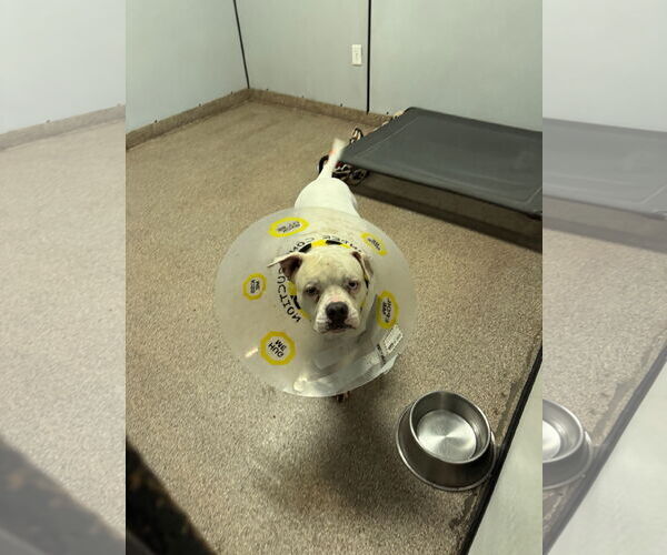 Medium Photo #8 Olde Bulldog Puppy For Sale in Sanford, FL, USA