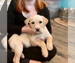Small #6 Labrador Retriever Mix