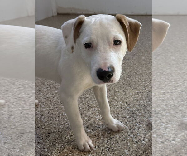 Medium Photo #4 Rat Terrier-Unknown Mix Puppy For Sale in Mooresville, NC, USA