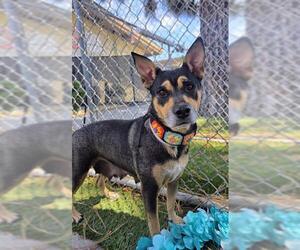 German Shepherd Dog-Unknown Mix Dogs for adoption in Downey, CA, USA