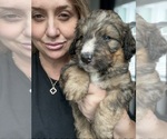 Small #7 Bernedoodle