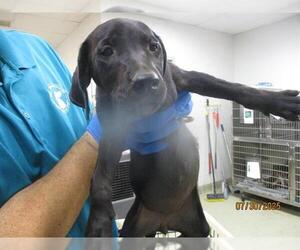 Mutt Dogs for adoption in Oklahoma City, OK, USA