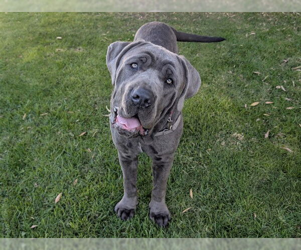 Medium Photo #1 Mutt Puppy For Sale in San Clemente, CA, USA