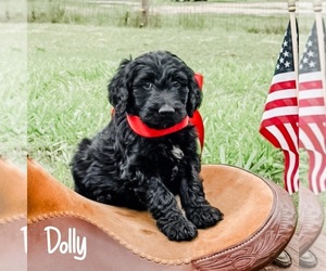 Aussiedoodle Puppy for sale in WHITAKERS, NC, USA