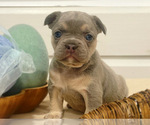 Puppy Amber French Bulldog