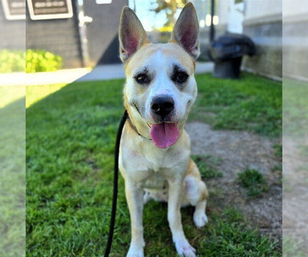 Medium Photo #5 Siberian Husky-Unknown Mix Puppy For Sale in Long Beach, CA, USA