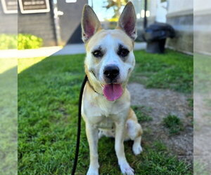 VONYA - Female Siberian Husky-Unknown Mix Dog for Adoption - Photo #5