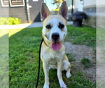 Small Photo #5 Siberian Husky-Unknown Mix Puppy For Sale in Long Beach, CA, USA