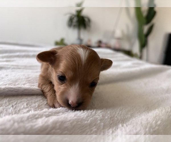Medium Photo #24 Chihuahua Puppy For Sale in SAN ANTONIO, TX, USA