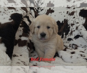 Golden Retriever Litter for sale in CRAWFORDVILLE, FL, USA