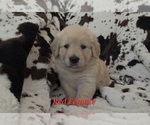 Image preview for Ad Listing. Nickname: Litter of 10