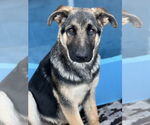 Small #1 German Shepherd Dog