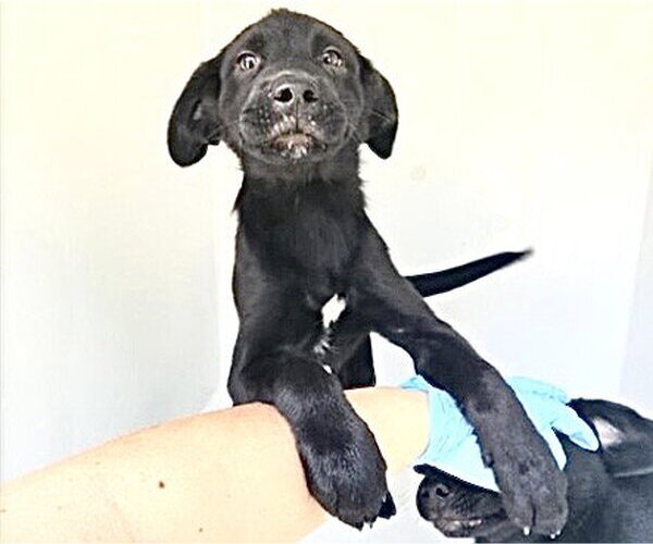 Medium Photo #1 Labrador Retriever-Unknown Mix Puppy For Sale in Houston, TX, USA