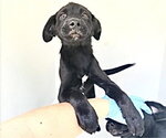 Small Labrador Retriever Mix