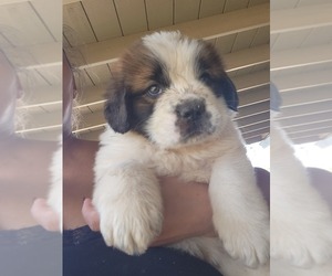 Saint Bernard Puppy for sale in BAKERSFIELD, CA, USA