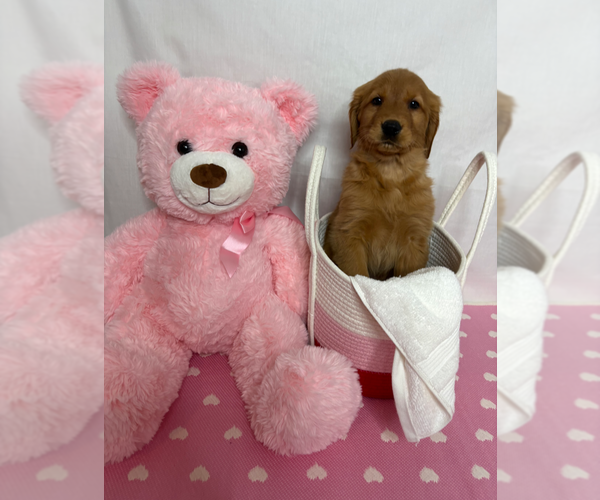 Medium Photo #1 Golden Retriever Puppy For Sale in ORLANDO, FL, USA