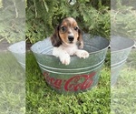 Small Dachshund