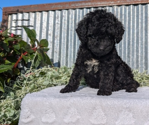 Medium Photo #2 Poodle (Toy) Puppy For Sale in GOSHEN, IN, USA
