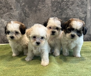 Zuchon Litter for sale in PEMBROKE, KY, USA