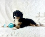 Small #3 Miniature Bernedoodle