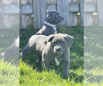 Small Photo #8 American Bully Puppy For Sale in Etobicoke, Ontario, Canada