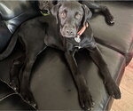 Small #4 Pointer-Rottweiler Mix