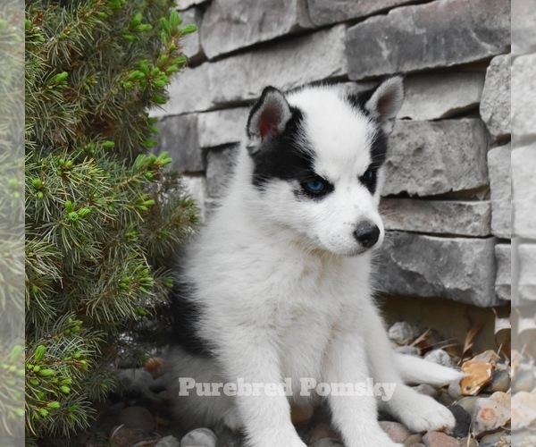 Medium Photo #4 Pomsky Puppy For Sale in KANSAS CITY, MO, USA