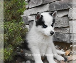 Small #3 Pomsky