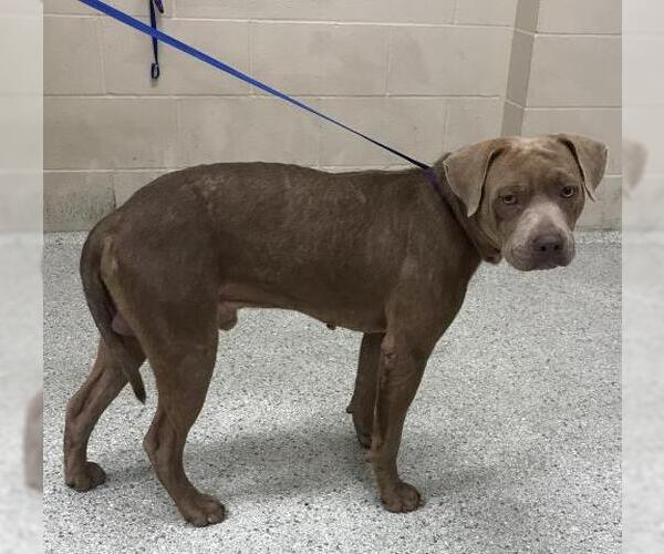 Medium Photo #1 American Pit Bull Terrier Puppy For Sale in Conroe, TX, USA