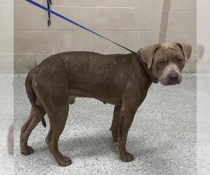 American Pit Bull Terrier Dogs for adoption in Conroe, TX, USA